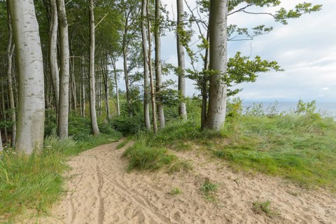 Forest path