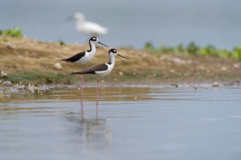 Black-winged Black-winged Stilt