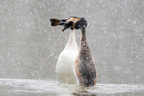 Courting great crested grebe