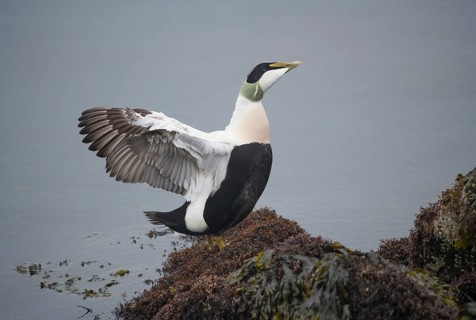 Common eider