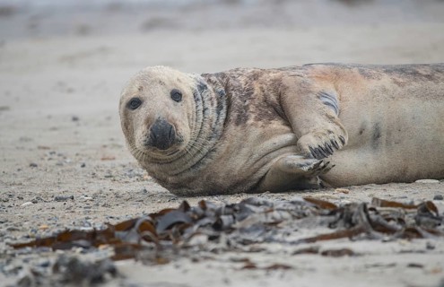 Grey seal