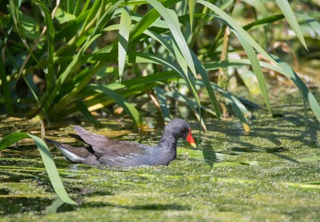 Common moorhen