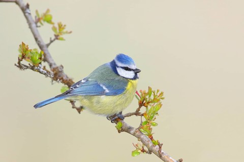 Blue tit