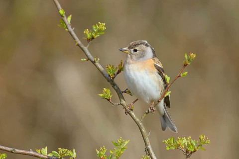 Brambling