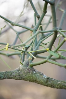 European mistletoe