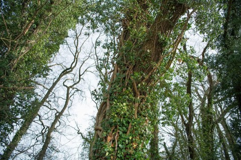 Common ivy