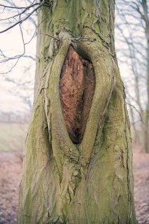 Mulm cavity in old tree