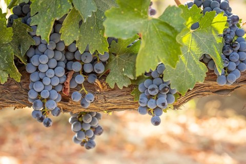 Beautiful lush wine grape in the vineyard