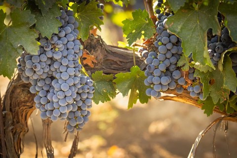 Beautiful lush wine grape in the vineyard