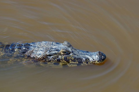 Yacare caiman