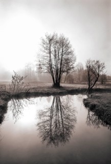Morning mist with group of trees at the Zellerache