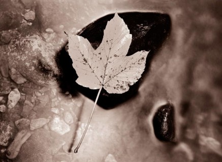 Autumnally coloured maple leaf on a stone in a mountain stream
