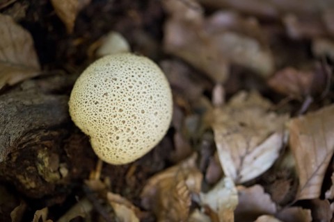 Earthball