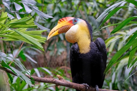 Wrinkled hornbill