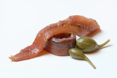 European anchovy