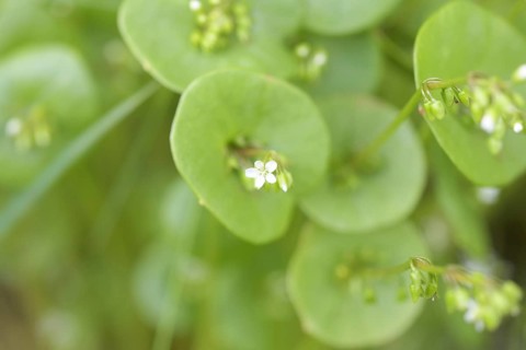 Miner's lettuce