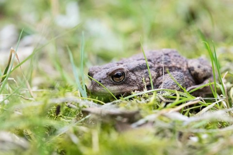 Common toad