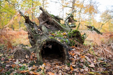 Deadwood structure in Diesfordt forest