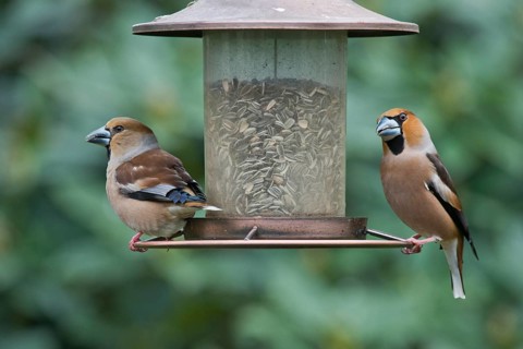 Hawfinch
