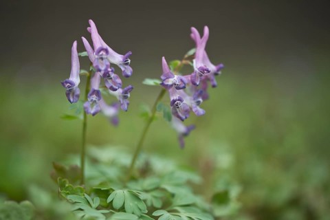 Fingered larkspur