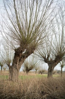 Willows