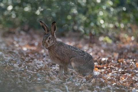 European hare