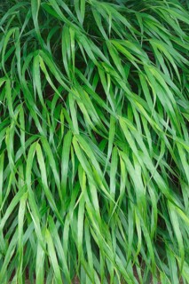 Japanese forest grass
