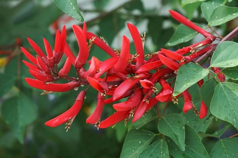 Coral Tree