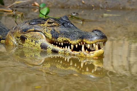 Resting yacare caiman