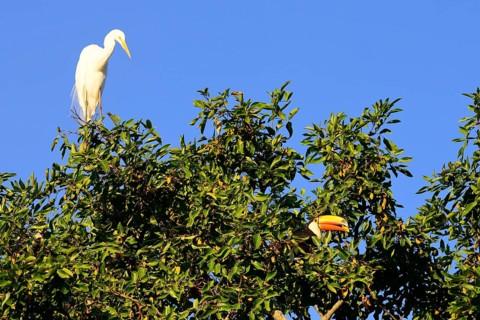 Great egret