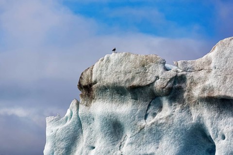 Single seagull sitting on iceberg