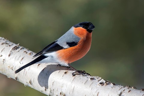 Bullfinch or eurasian bullfinch