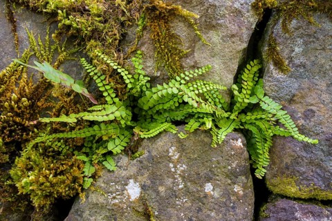 Fresh fern on wall