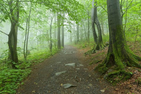 Path in mountain forest on a misty morning on mountain peak