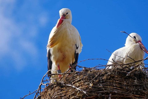 White storks