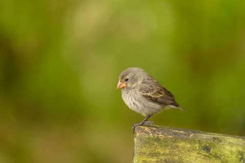Darwin Finch