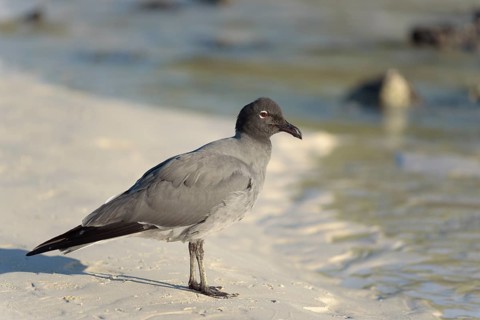 Lava gull