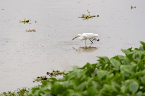 Snowy egret