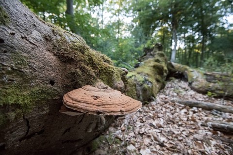 Bracket fungus