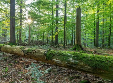 Near-natural mixed forest