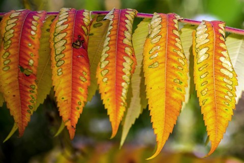 Leaf of the staghorn sumac
