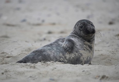 Grey seal