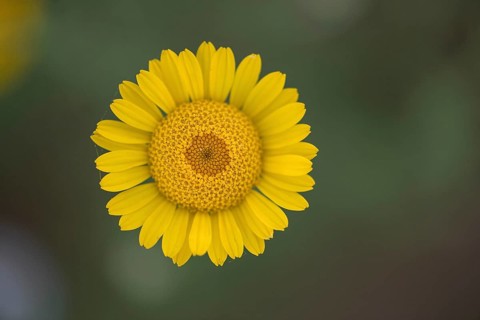 Golden marguerite