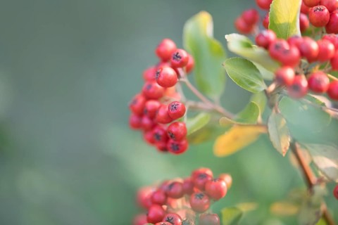 Scarlet firethorn