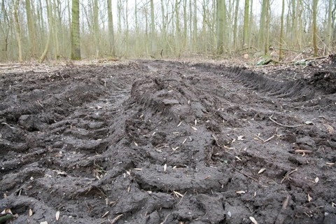 Forestry in the forest