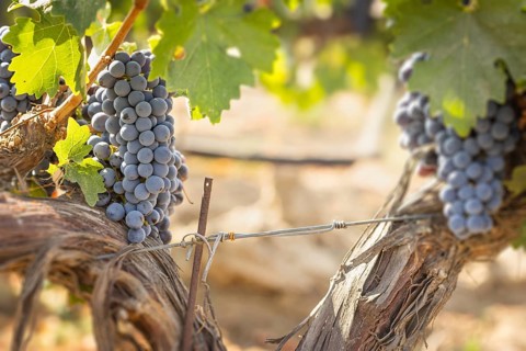 Beautiful lush wine grape in the vineyard