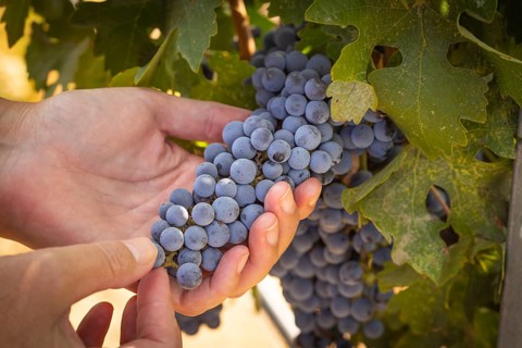 Woman hands hold ripe grapes in vineyard