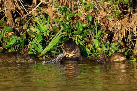Giant otter