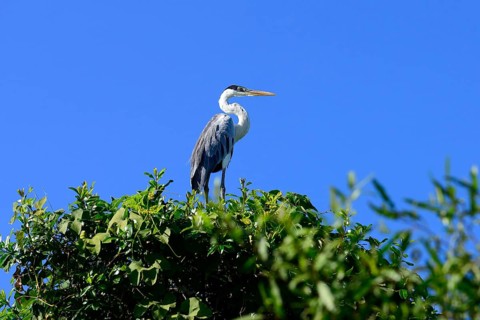 Cocoi heron