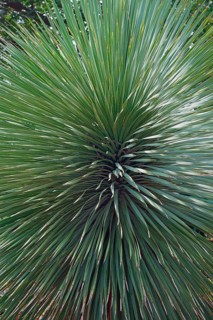 Beaked yucca